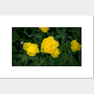 Yellow flowers Posters and Art